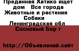 Преданная Хатико ищет дом - Все города Животные и растения » Собаки   . Ленинградская обл.,Сосновый Бор г.